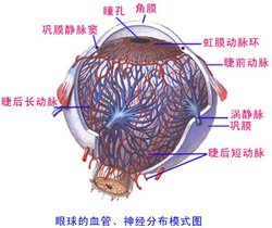 眼底视网膜动脉硬化的认知及防治